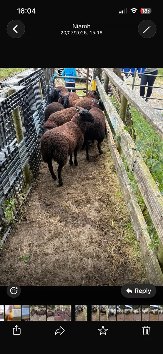 8 super black ewe lambs - Image 2