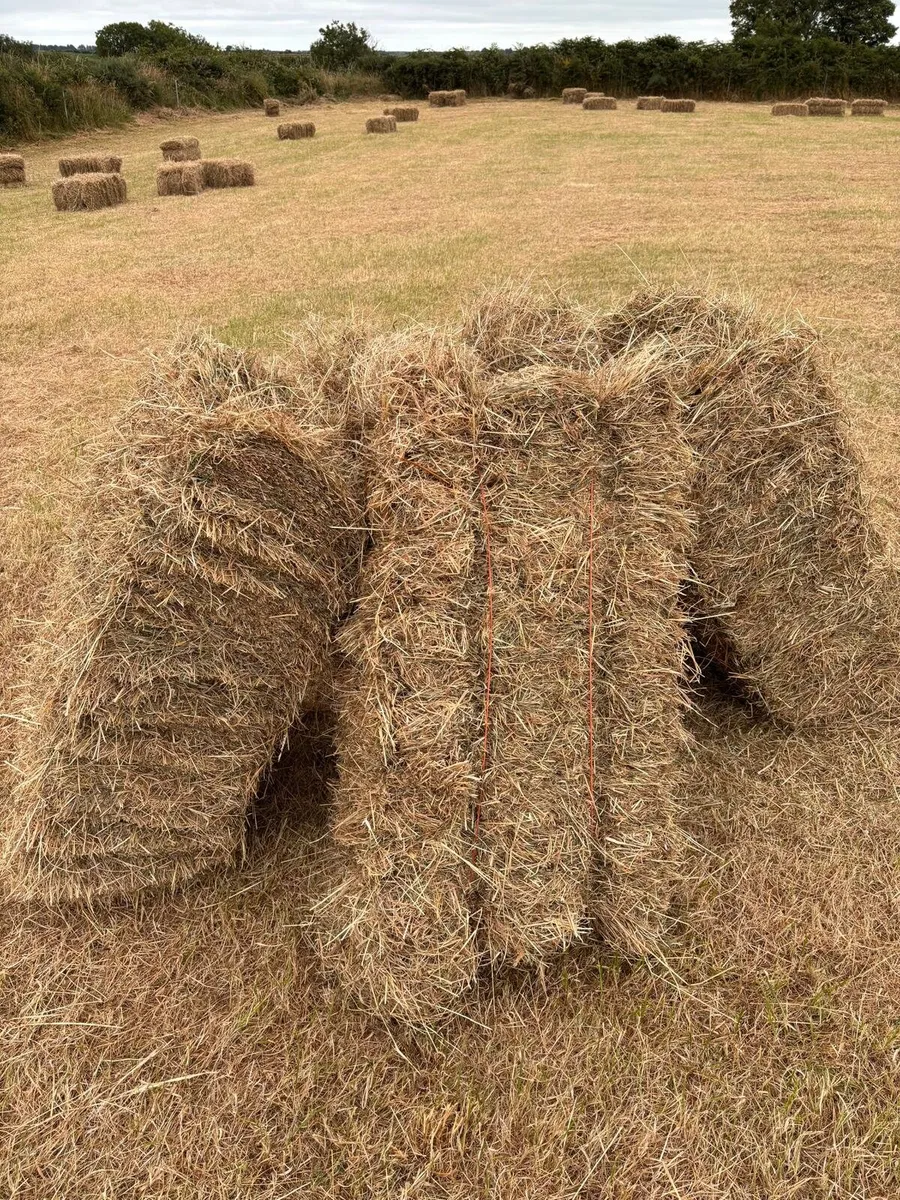 Small square bales of Hay - Image 2