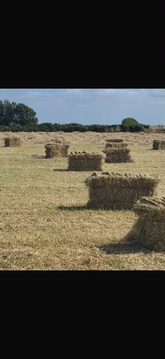 Small square bales of Hay - Image 4