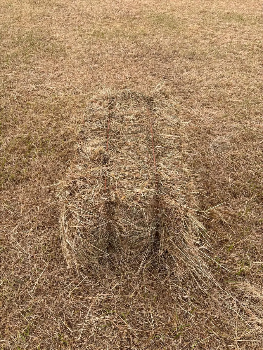 Small square bales of Hay - Image 1