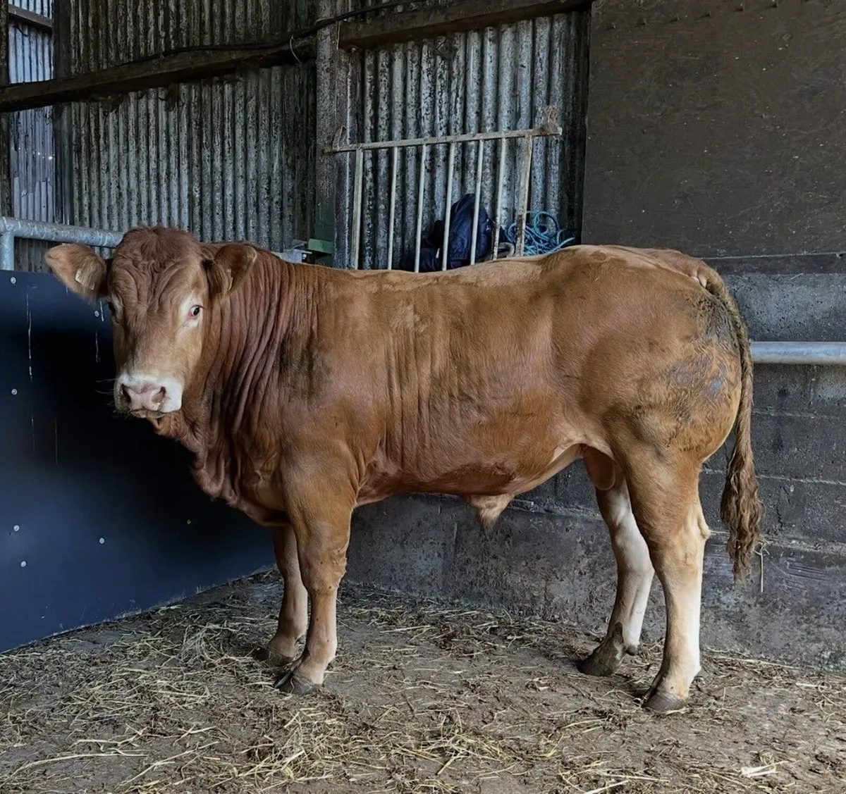 Pedigree Limousin Bulls - Image 1