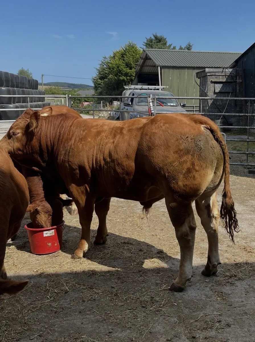 Pedigree Limousin Bulls - Image 2