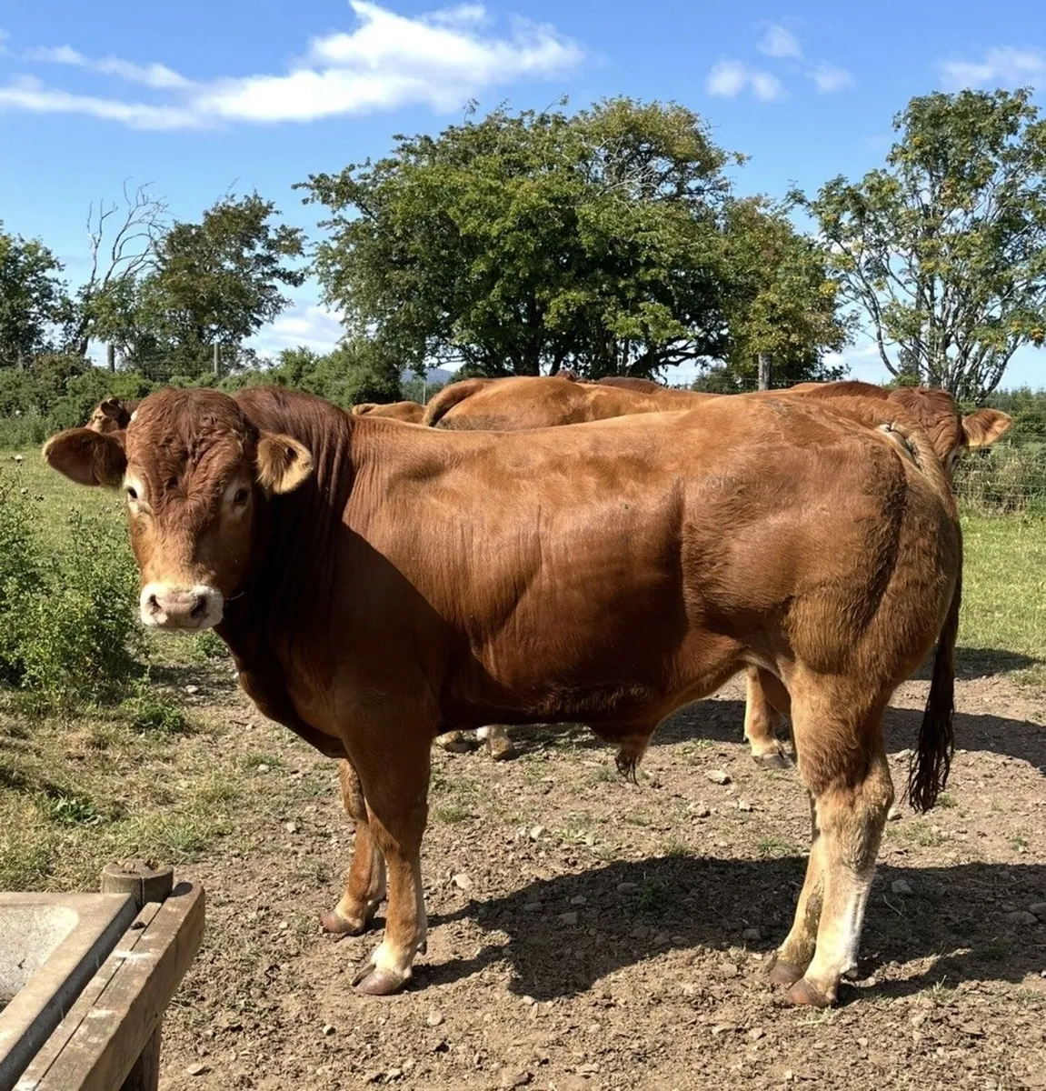 Pedigree Limousin Bulls - Image 3
