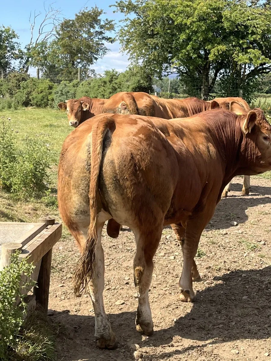 Pedigree Limousin Bulls - Image 4