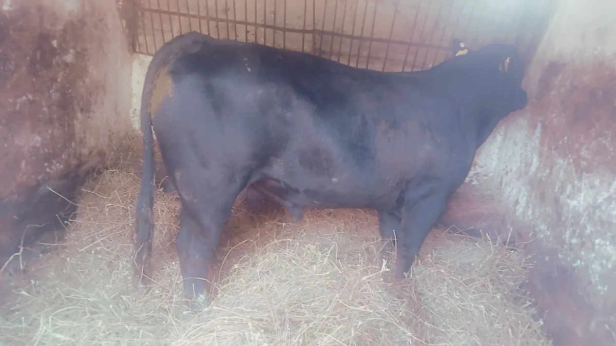 Beef Cattle - Image 1