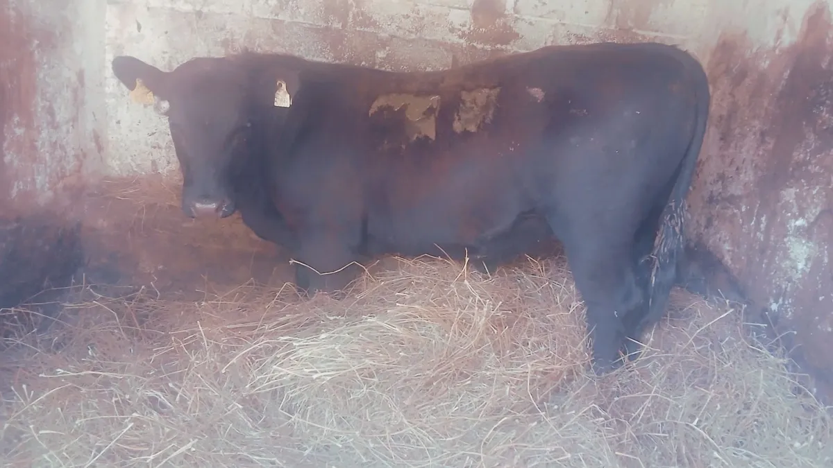 Beef Cattle - Image 2