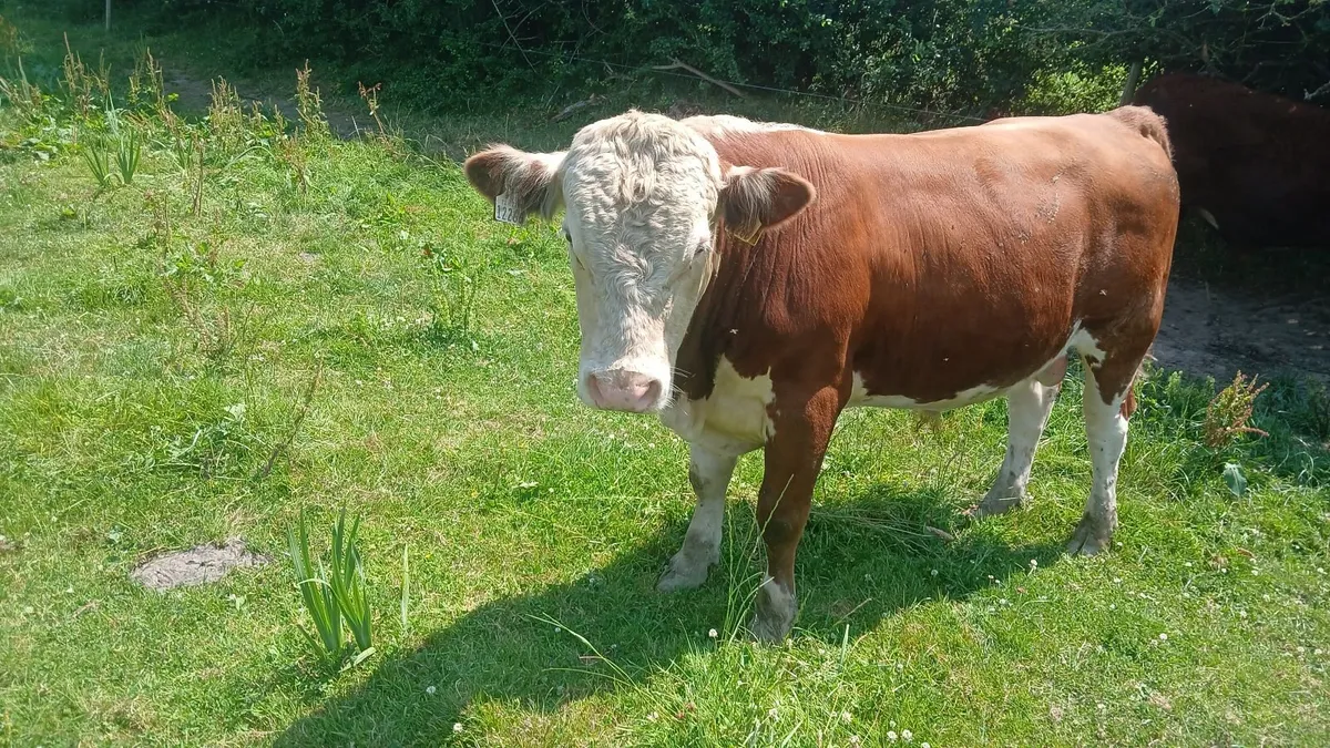Beef Cattle - Image 3