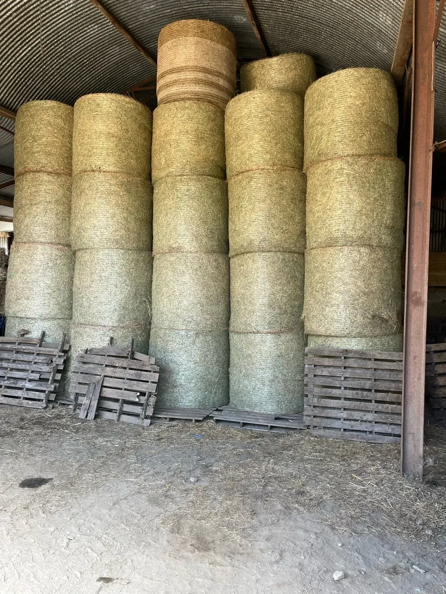 Top Quality Hay
