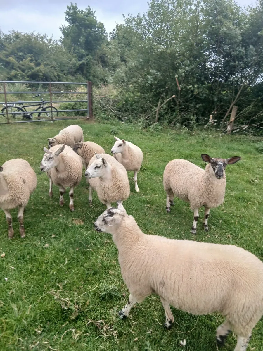 Ewe lambs - Image 1