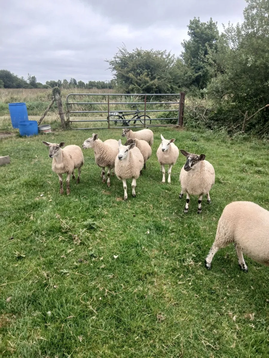 Ewe lambs - Image 2