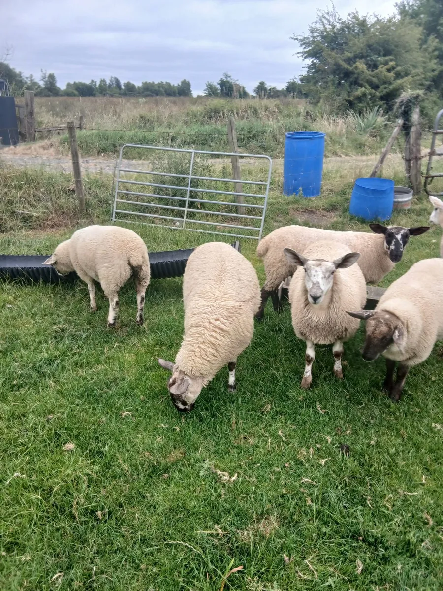 Ewe lambs - Image 3