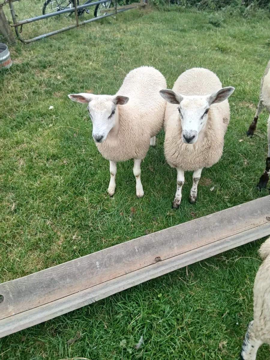 Ewe lambs - Image 4