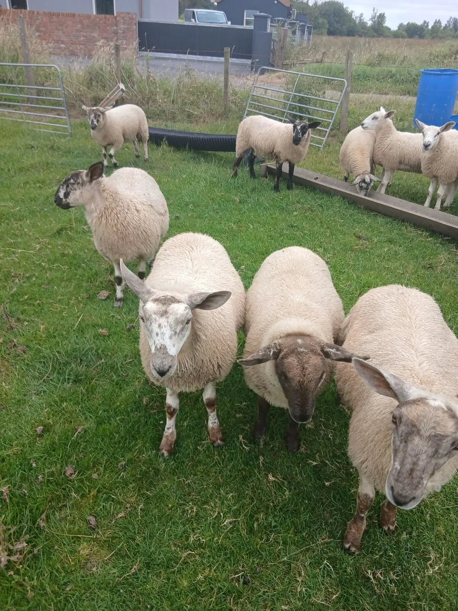 Ewe lambs - Image 1