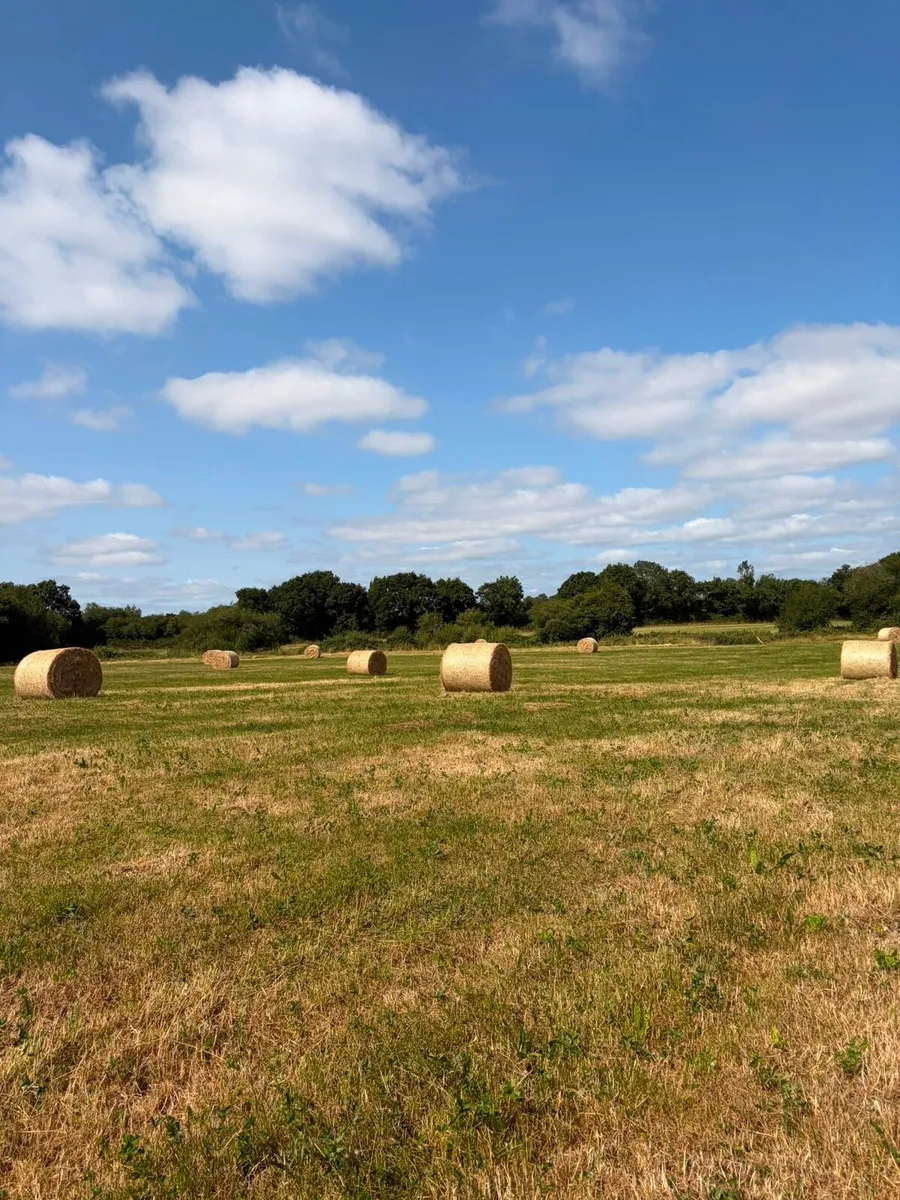 Hay and straw - Image 2