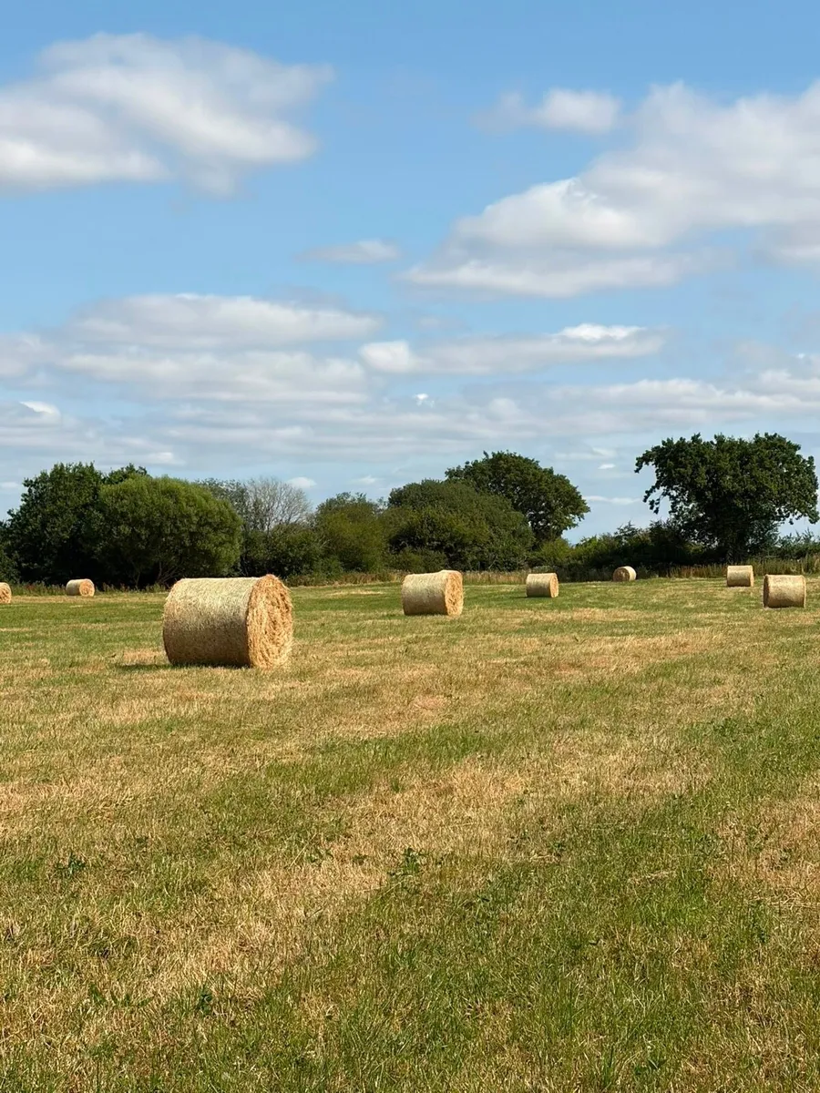 Hay and straw - Image 4