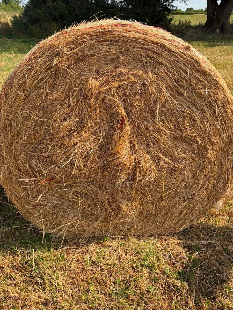 Hay and straw - Image 3