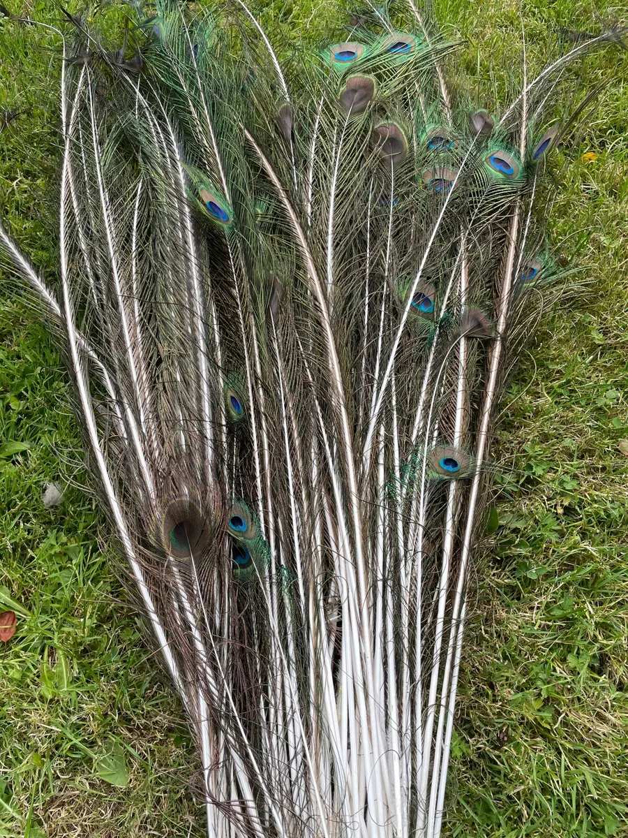 Feathers