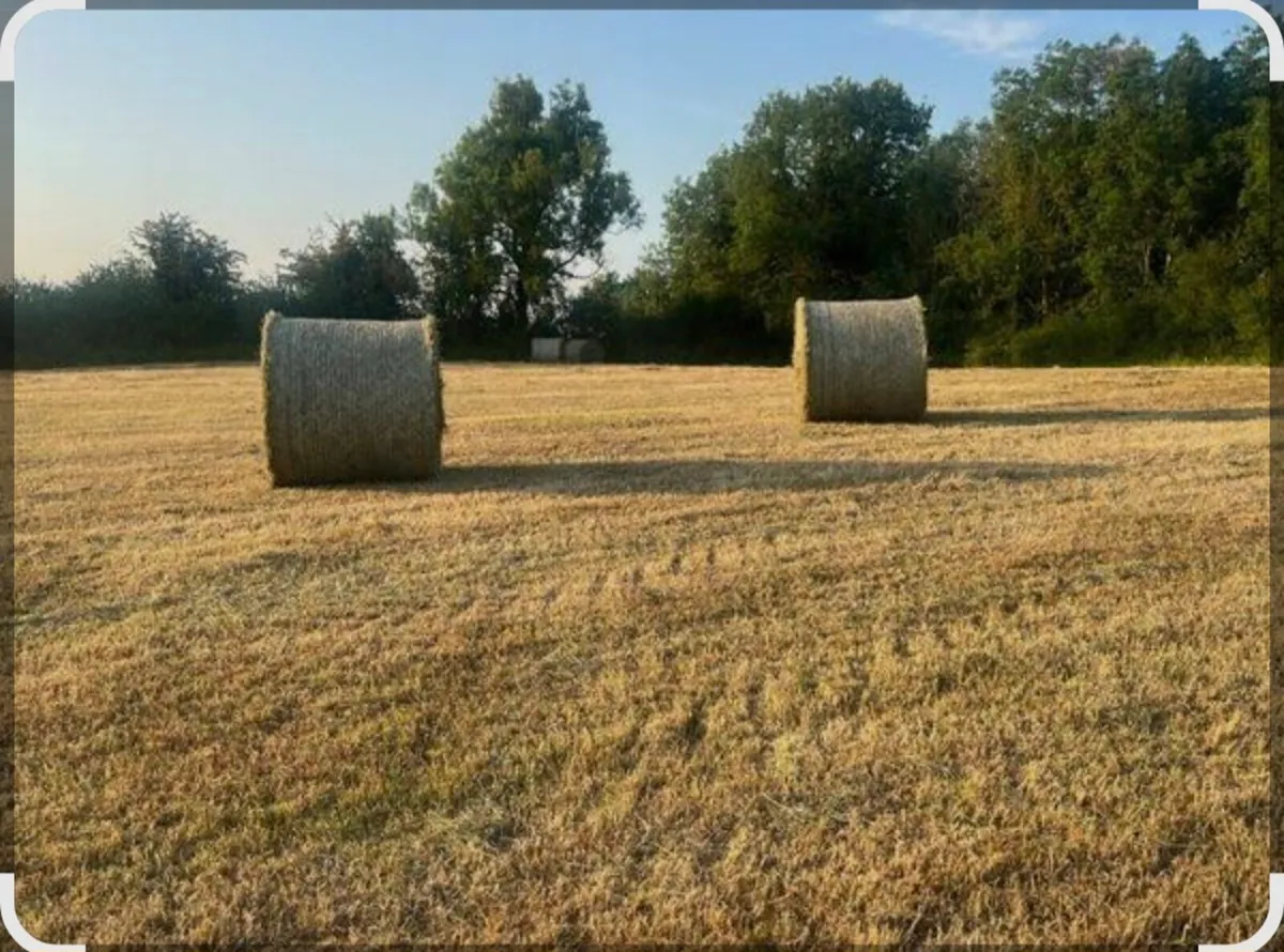 Hay - Image 2