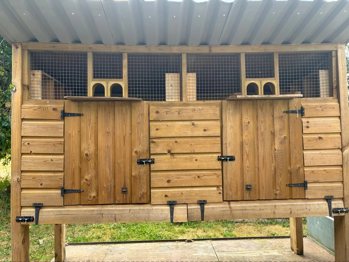 Double kit box for pigeons, Rollers, Tipplers etc - Image 3