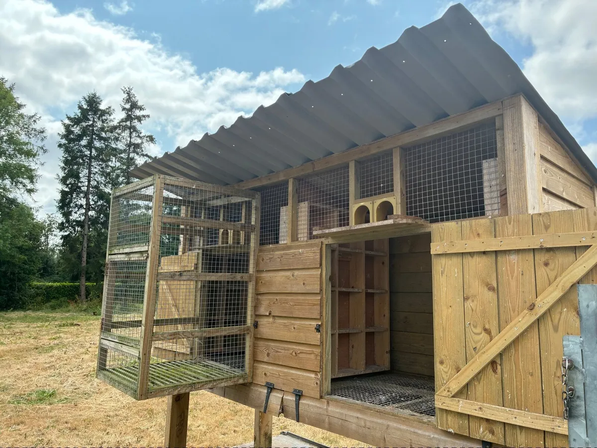 Double kit box for pigeons, Rollers, Tipplers etc - Image 4