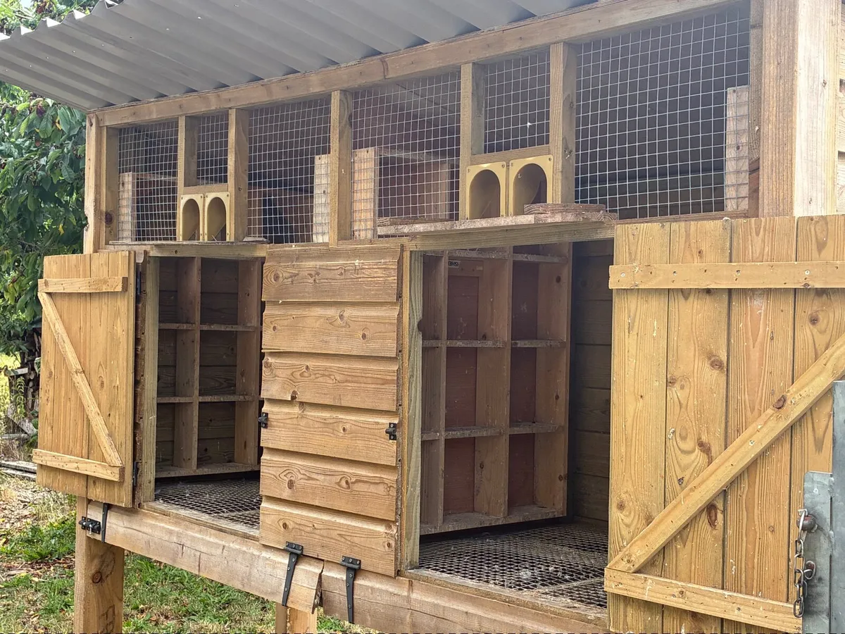 Double kit box for pigeons, Rollers, Tipplers etc - Image 2
