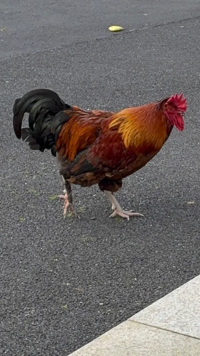 Cockerel - Image 1