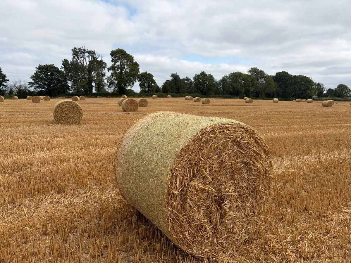 Barley straw