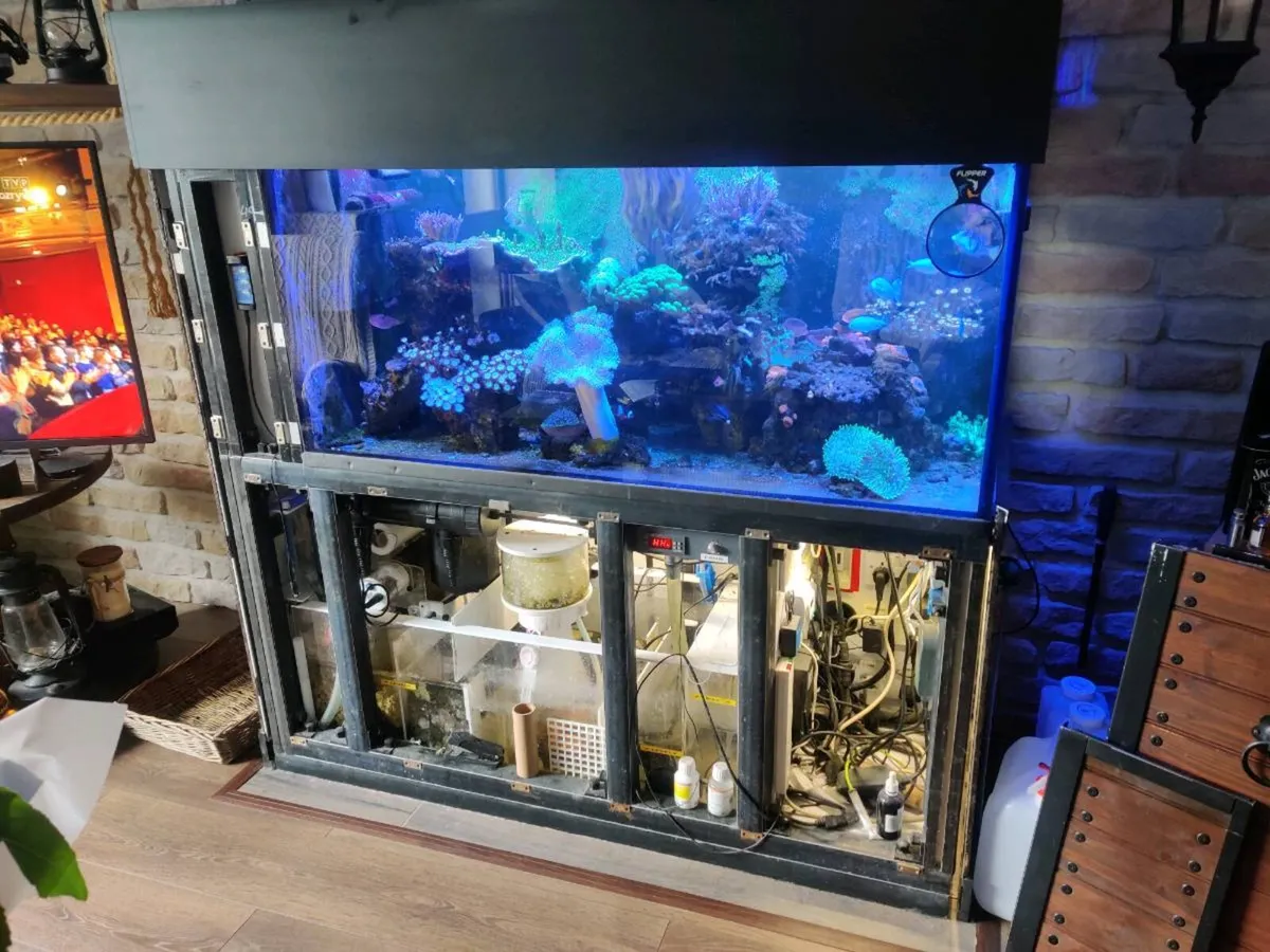 Marine aquarium - Image 2