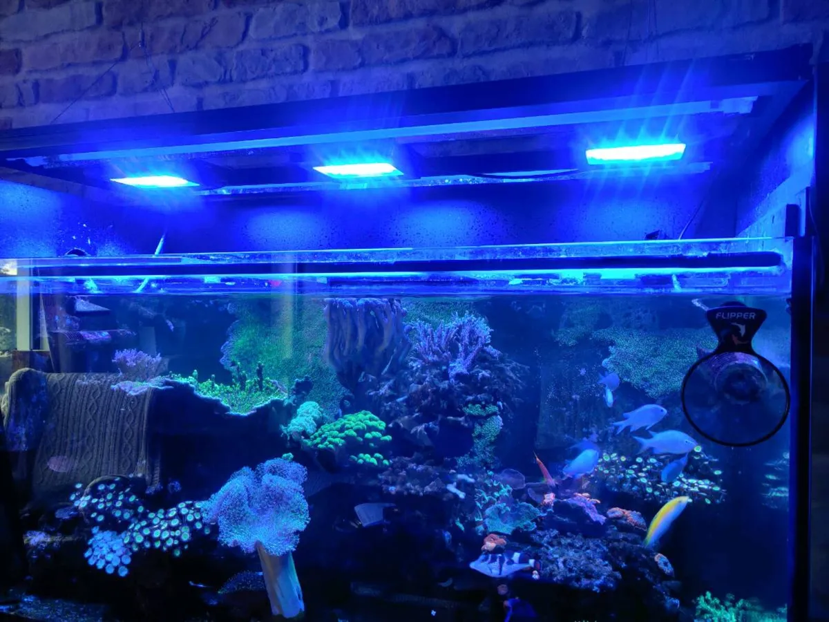 Marine aquarium - Image 3