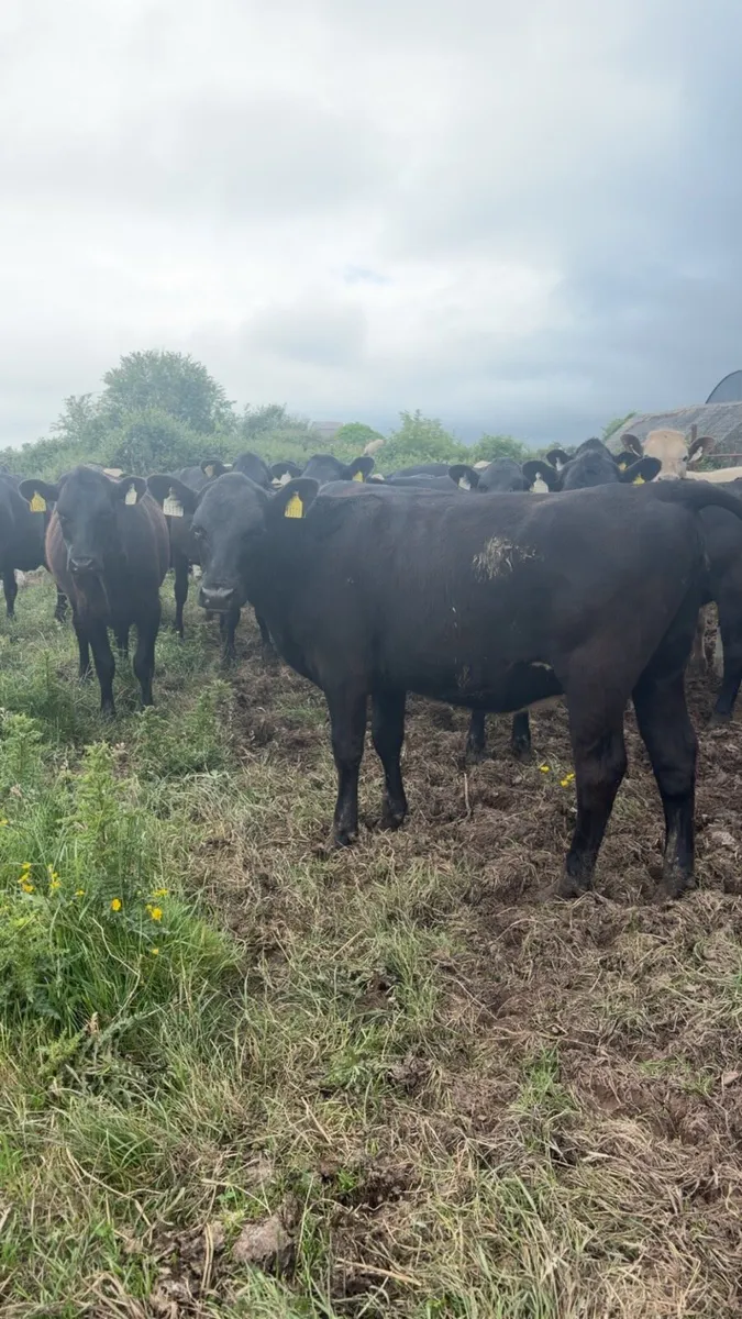 Angus and Whitehead Heifers - Image 1