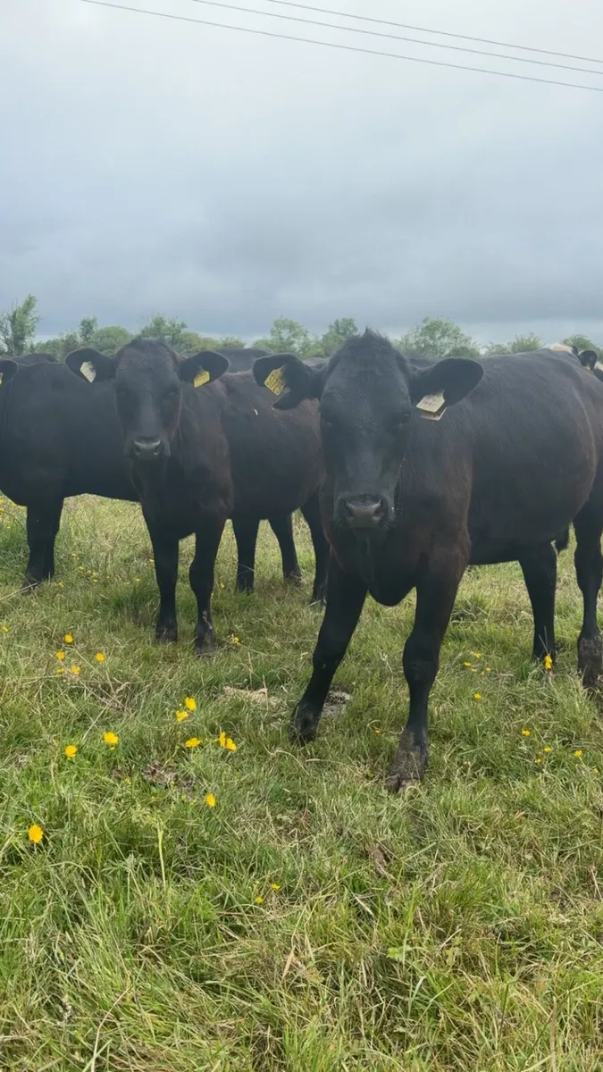 Angus and Whitehead Heifers - Image 2