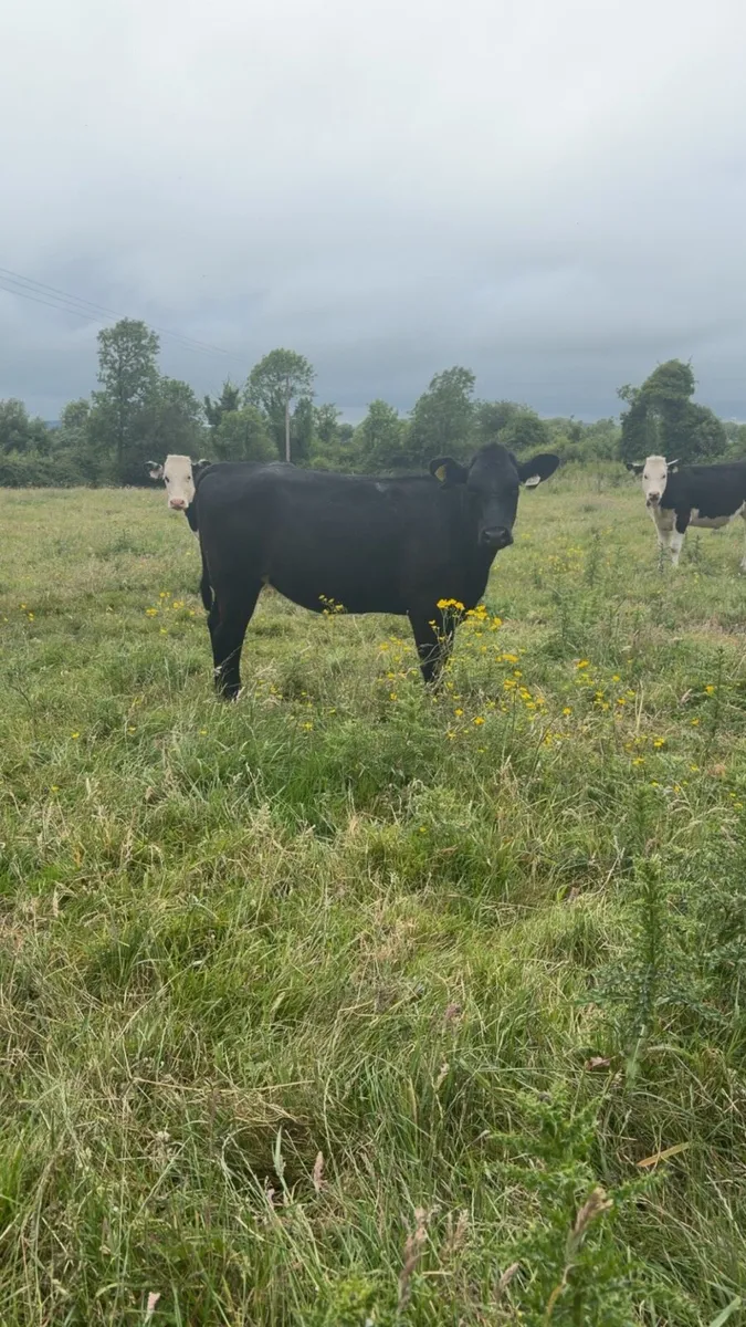 Angus and Whitehead Heifers - Image 3