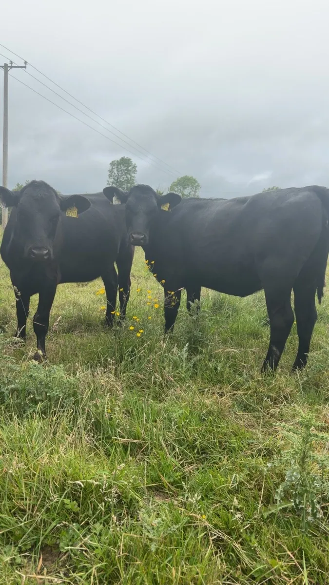 Angus and Whitehead Heifers - Image 4