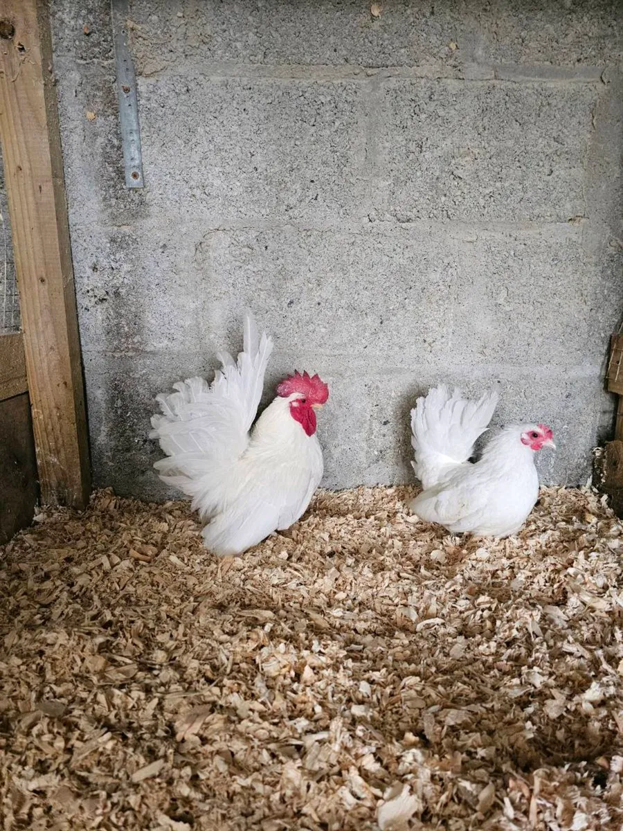 Japanese bantams - Image 1