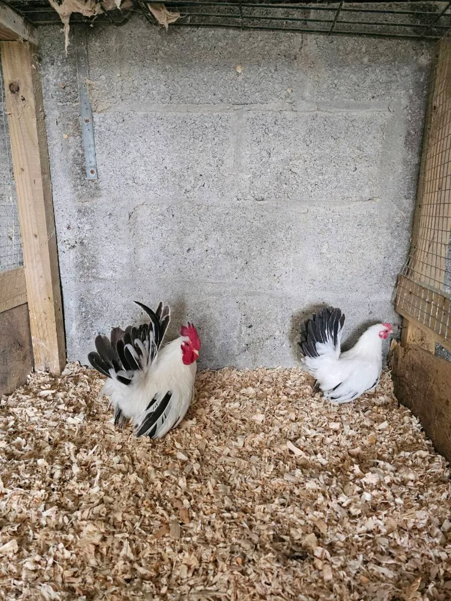 Japanese bantams - Image 2