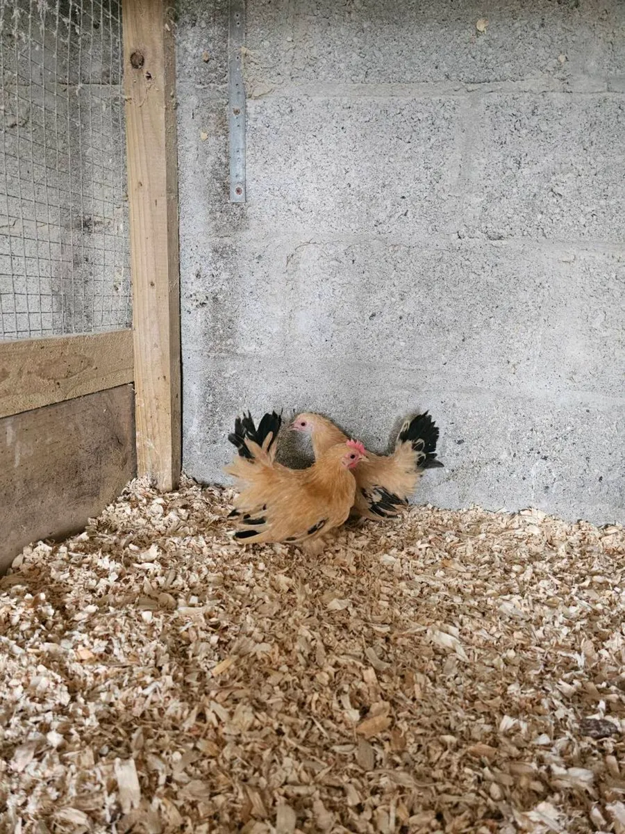 Japanese bantams - Image 3