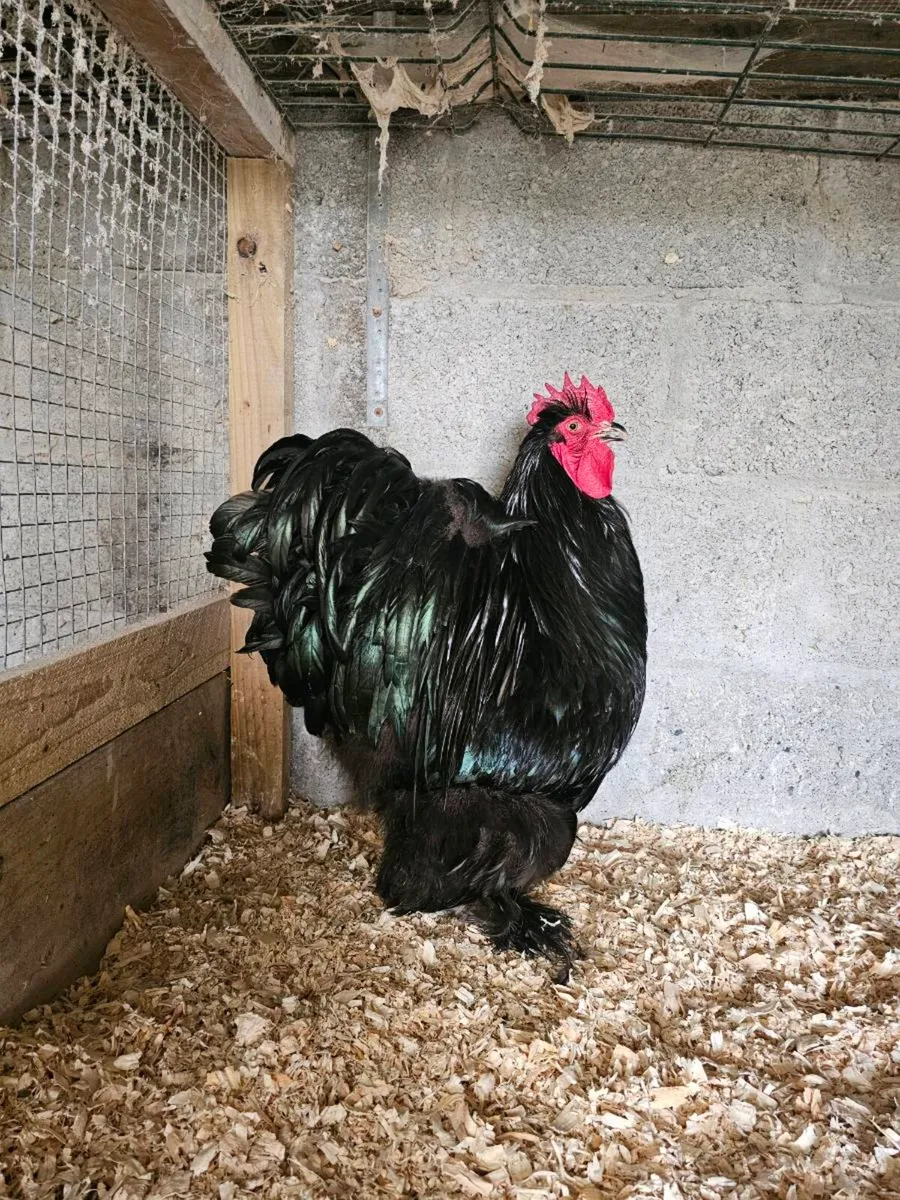 Japanese bantams - Image 4