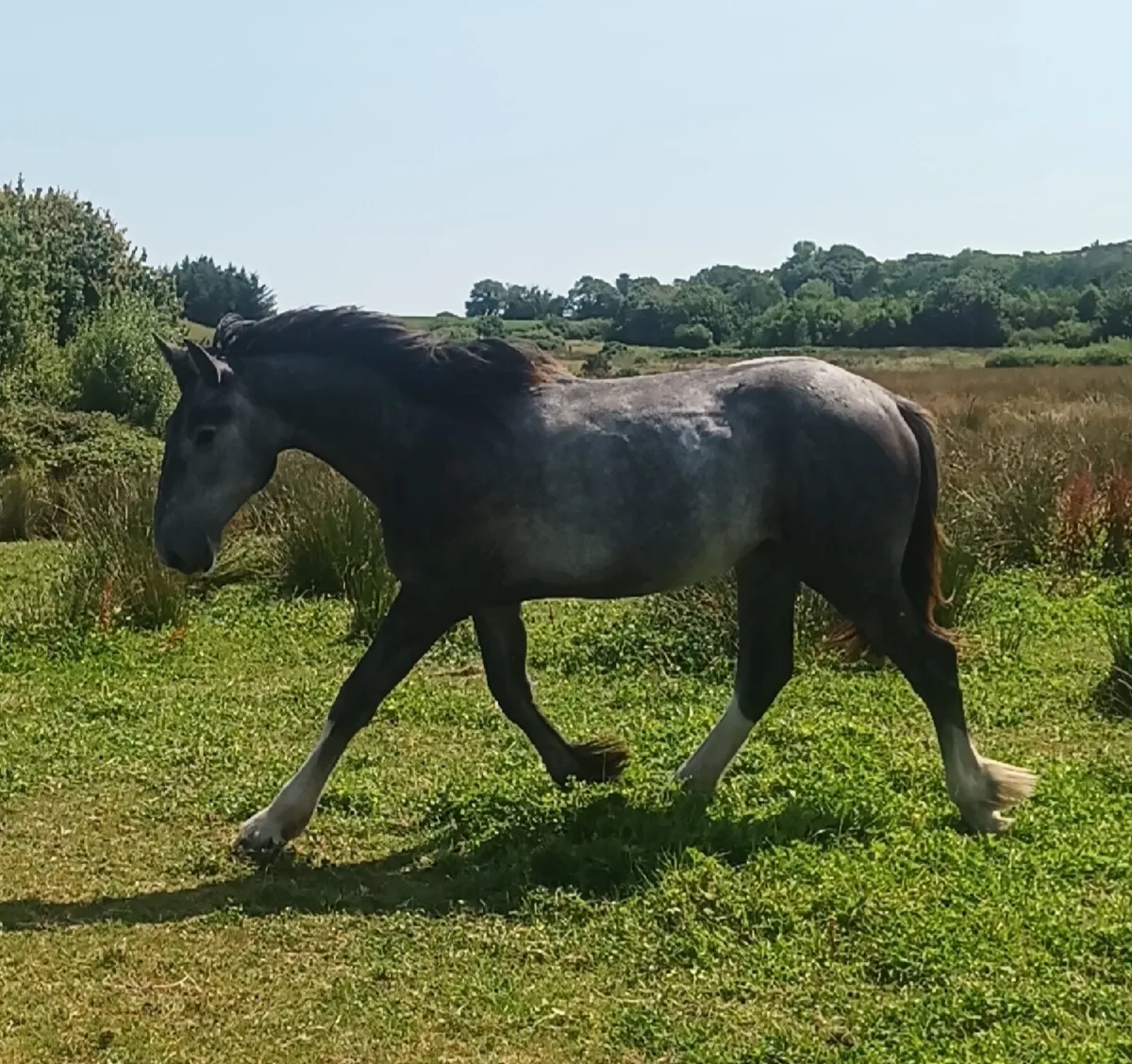 Beautiful draught - Image 1