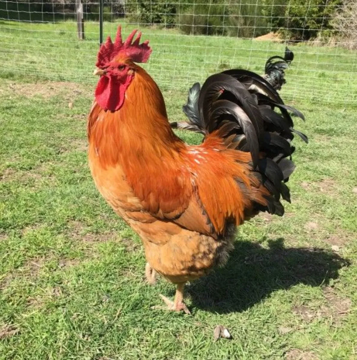 Rooster - Free to a good home