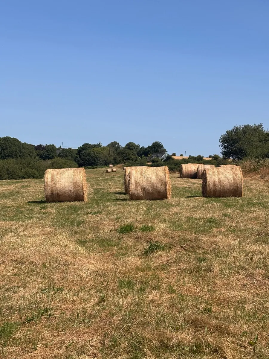 25 round bale of hay - Image 1