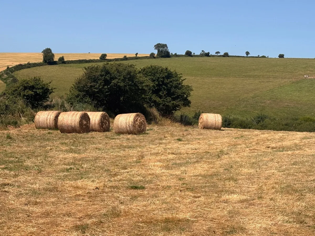 25 round bale of hay - Image 2