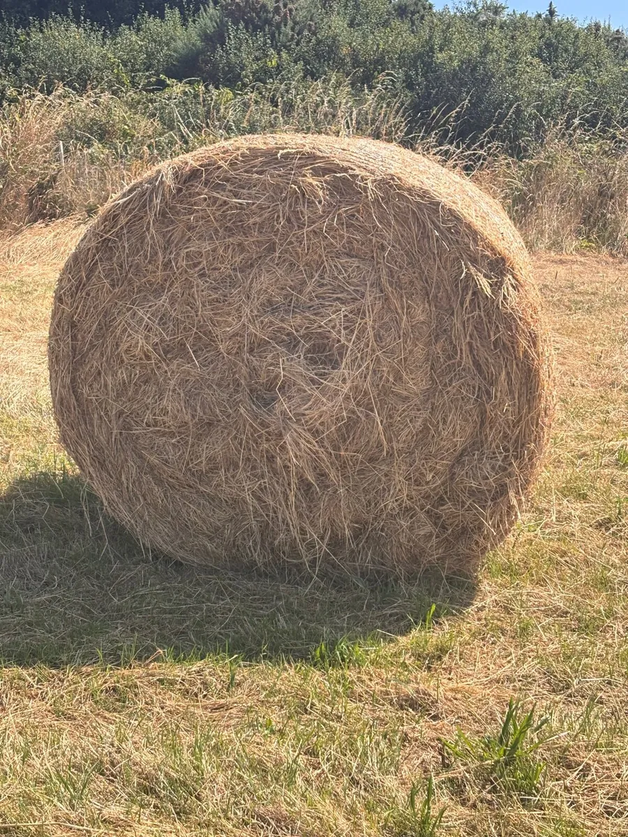 25 round bale of hay - Image 3
