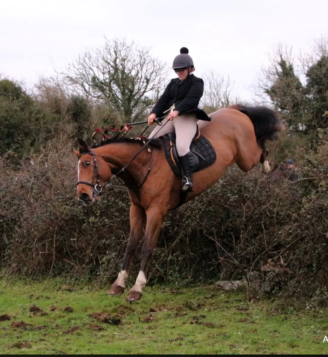 4 year old Irish sports horse - Image 3