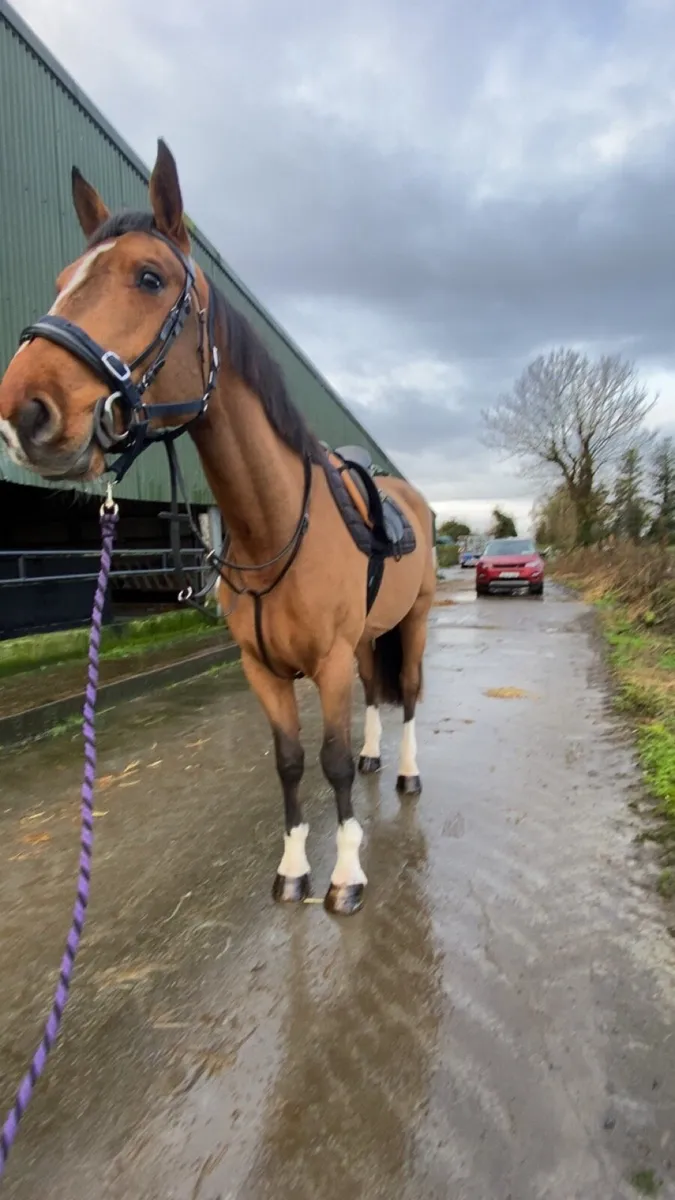 4 year old Irish sports horse - Image 4