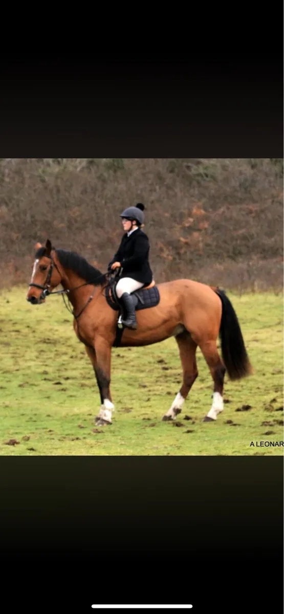 4 year old Irish sports horse - Image 1