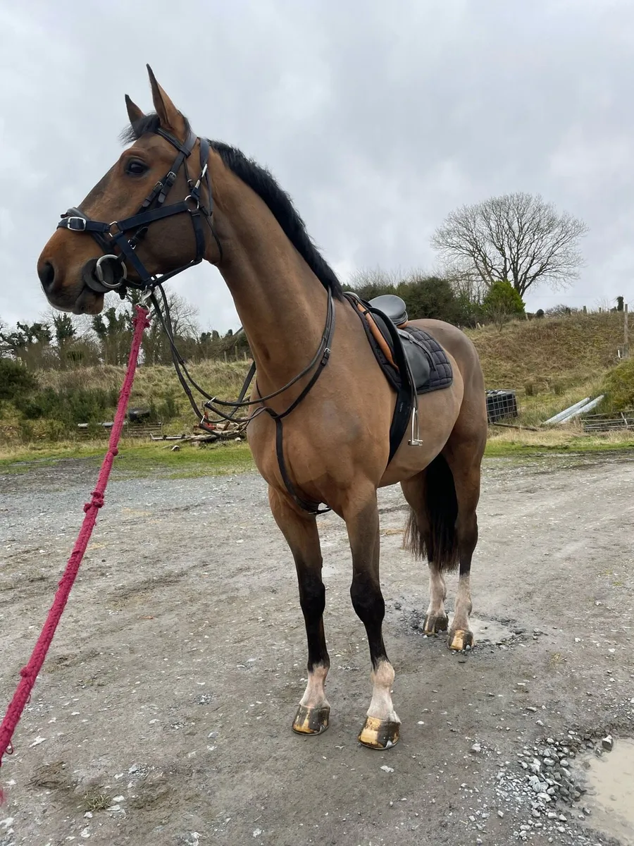 4 year old Irish sports horse - Image 2