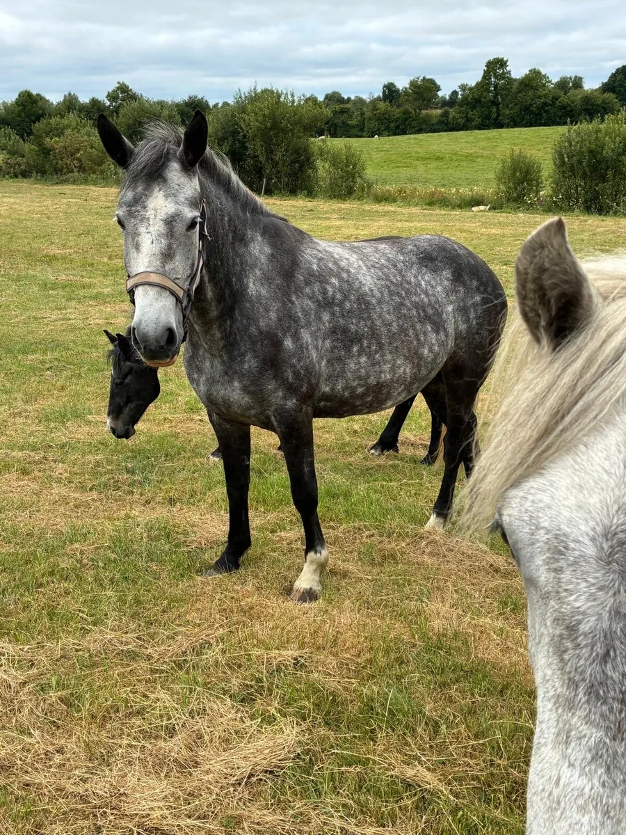 Horse - Image 1