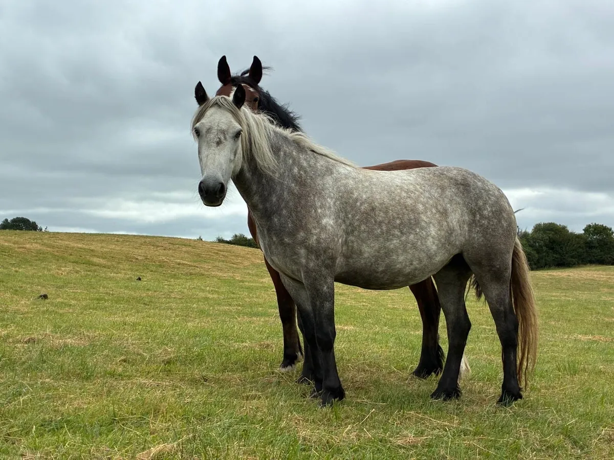 Horse - Image 2