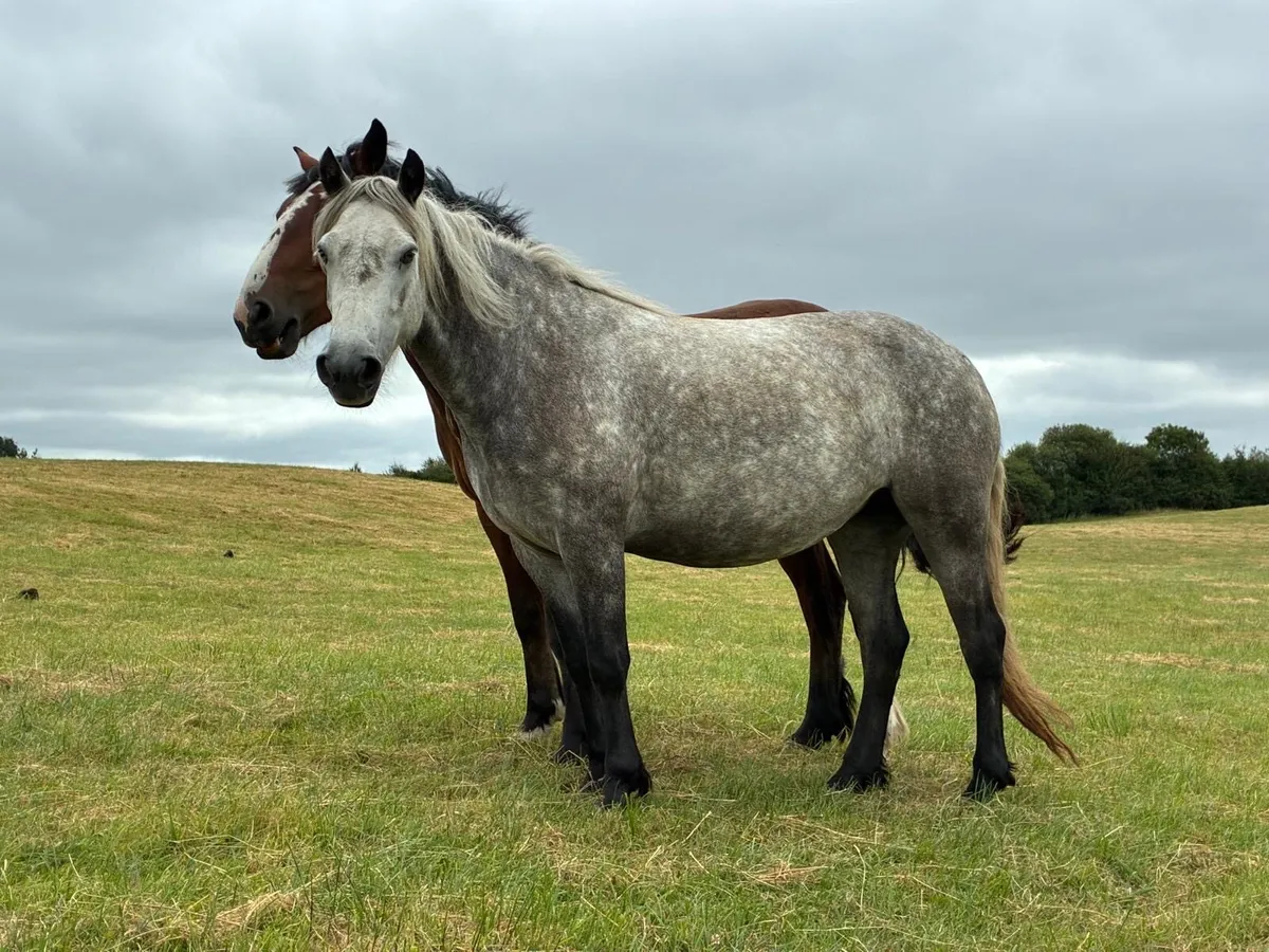 Horse - Image 3