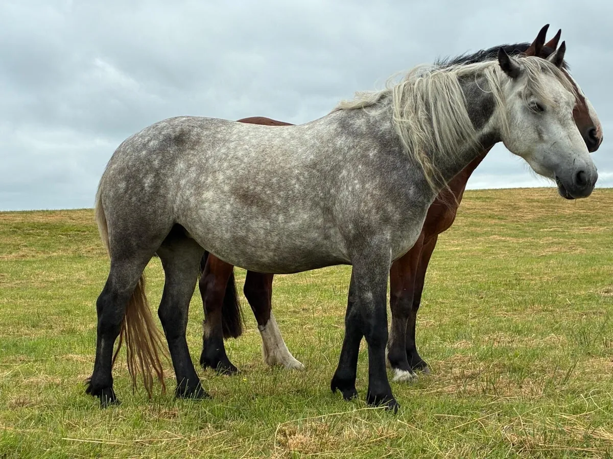 Horse - Image 4